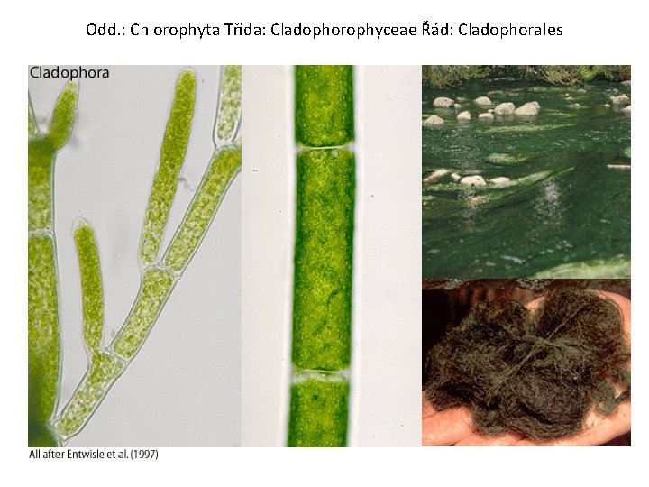 Odd. : Chlorophyta Třída: Cladophorophyceae Řád: Cladophorales 