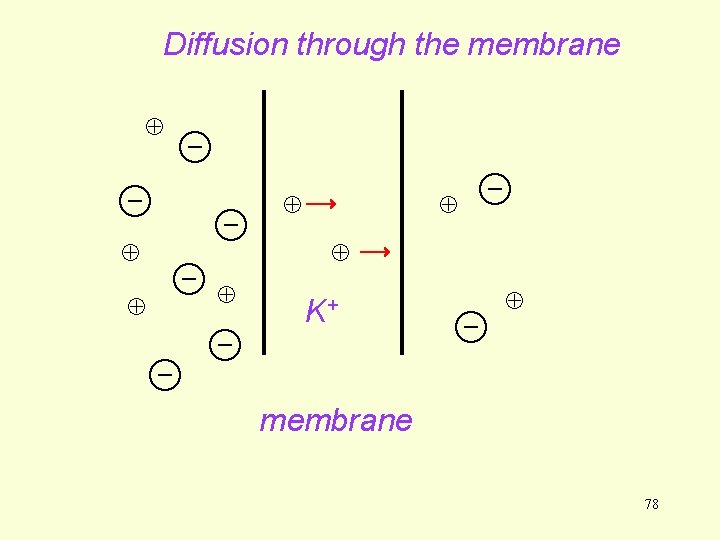 Diffusion through the membrane K+ membrane 78 Diffusion through the membrane K+ membrane 78