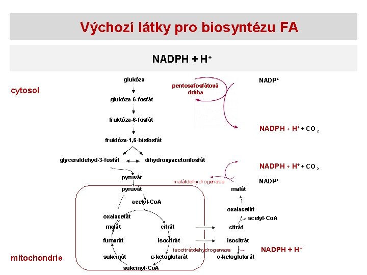 Výchozí látky pro biosyntézu FA NADPH + H+ glukóza NADP+ pentosafosfátová dráha cytosol glukóza-6