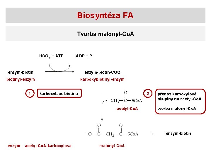 Biosyntéza FA Tvorba malonyl-Co. A HCO 3 - + ATP ADP + Pi enzym-biotin-COO-