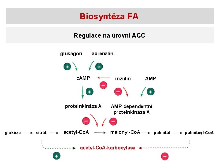 Biosyntéza FA Regulace na úrovni ACC glukagon adrenalin c. AMP proteinkináza A glukóza citrát