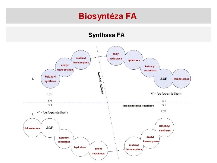 Biosyntéza FA Synthasa FA 