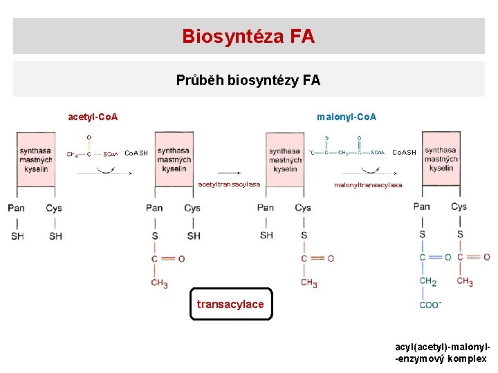 Biosyntéza FA Průběh biosyntézy FA acetyl-Co. A malonyl-Co. ASH acetyltransacylasa malonyltransacylasa transacylace acyl(acetyl)-malonyl-enzymový komplex