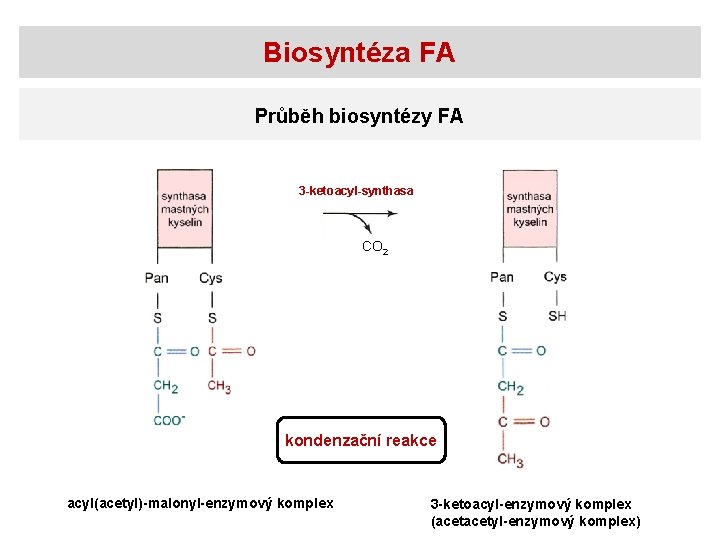 Biosyntéza FA Průběh biosyntézy FA 3 -ketoacyl-synthasa CO 2 kondenzační reakce acyl(acetyl)-malonyl-enzymový komplex 3