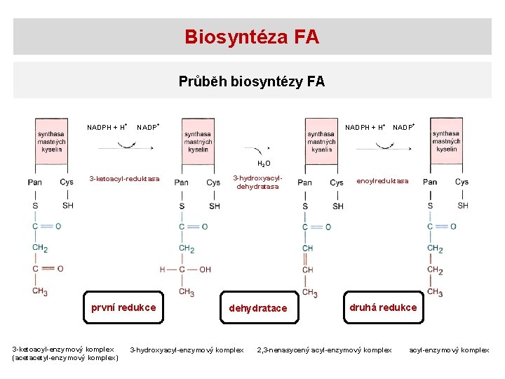 Biosyntéza FA Průběh biosyntézy FA NADPH + H+ + NADPH + H+ NADP+ H