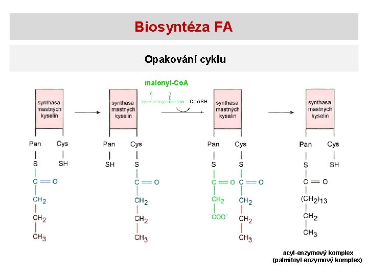 Biosyntéza FA Opakování cyklu malonyl-Co. ASH acyl-enzymový komplex (palmitoyl-enzymový komplex) 