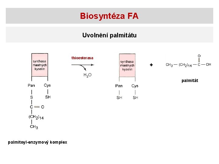 Biosyntéza FA Uvolnění palmitátu thioesterasa + H 2 O palmitát palmitoyl-enzymový komplex 