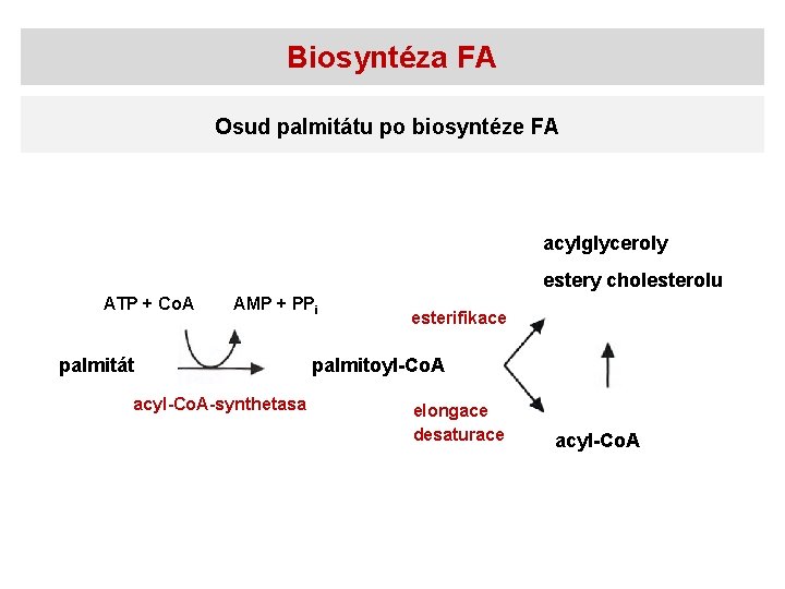 Biosyntéza FA Osud palmitátu po biosyntéze FA acylglyceroly estery cholesterolu ATP + Co. A