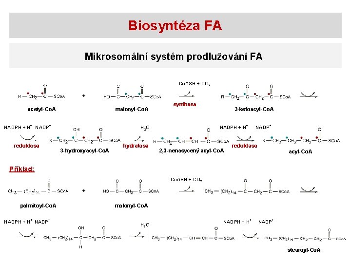 Biosyntéza FA Mikrosomální systém prodlužování FA Co. ASH + CO 2 + acetyl-Co. A