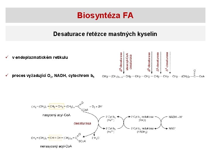 Biosyntéza FA Desaturace řetězce mastných kyselin ü v endoplazmatickém retikulu ü proces vyžadující O
