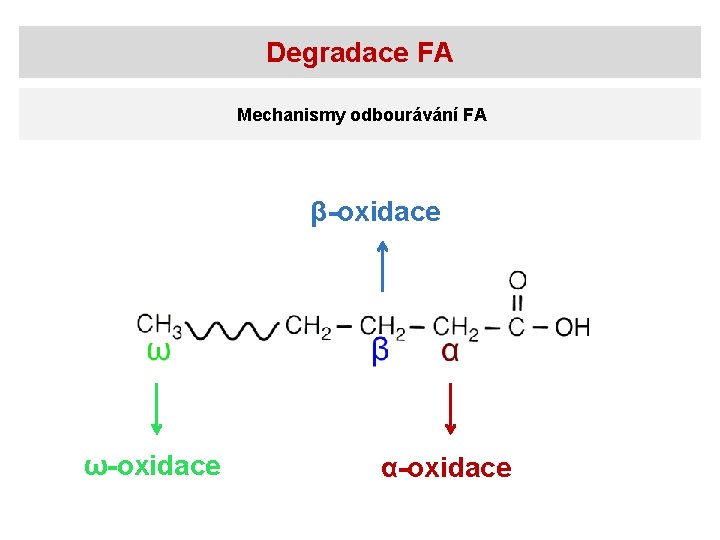 Degradace FA Mechanismy odbourávání FA β-oxidace ω-oxidace α-oxidace 