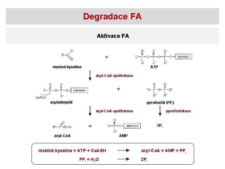 Degradace FA Aktivace FA mastná kyselina ATP acyl-Co. A-synthetasa acyladenylát pyrofosfát (PPi) acyl-Co. A-synthetasa