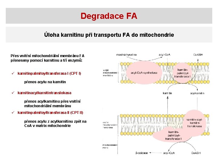 Degradace FA Úloha karnitinu při transportu FA do mitochondrie Přes vnitřní mitochondriální membránu FA
