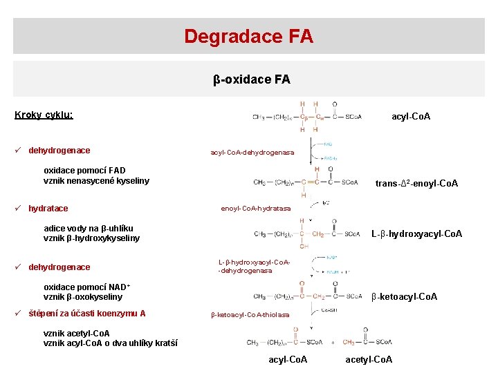 Degradace FA β-oxidace FA Kroky cyklu: ü dehydrogenace acyl-Co. A-dehydrogenasa oxidace pomocí FAD vznik
