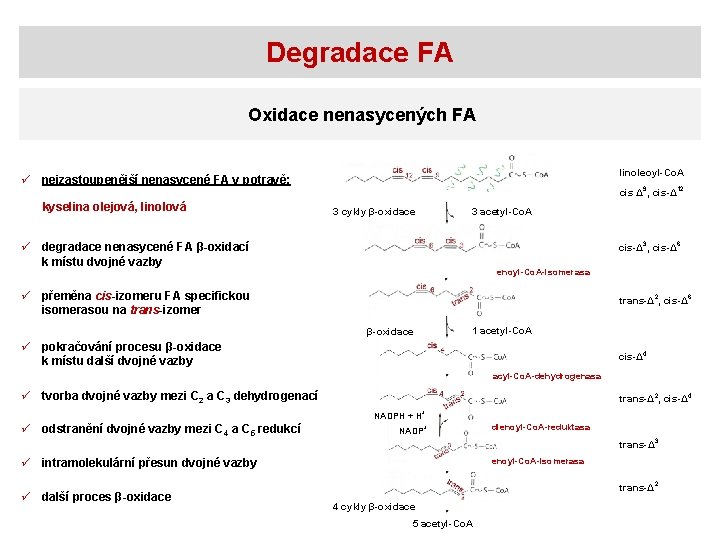 Degradace FA Oxidace nenasycených FA linoleoyl-Co. A ü nejzastoupenější nenasycené FA v potravě: kyselina