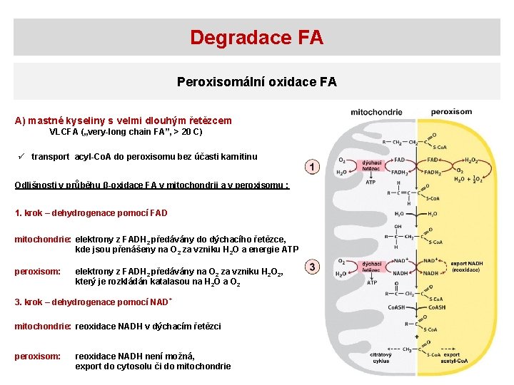 Degradace FA Peroxisomální oxidace FA A) mastné kyseliny s velmi dlouhým řetězcem VLCFA („very-long