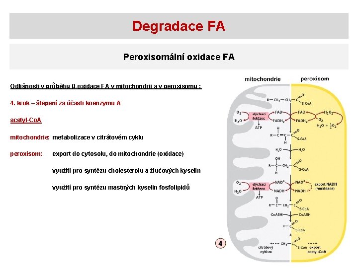 Degradace FA Peroxisomální oxidace FA Odlišnosti v průběhu β-oxidace FA v mitochondrii a v