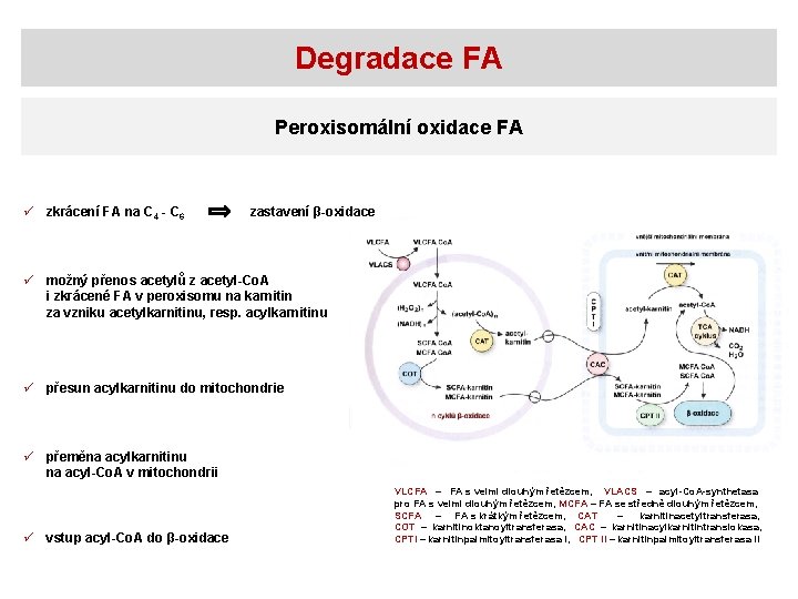 Degradace FA Peroxisomální oxidace FA ü zkrácení FA na C 4 - C 6