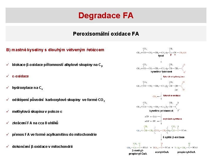 Degradace FA Peroxisomální oxidace FA B) mastné kyseliny s dlouhým větveným řetězcem ü blokace