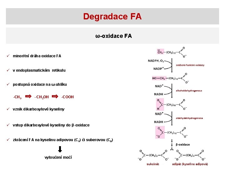 Degradace FA ω-oxidace FA ü minoritní dráha oxidace FA ü v endoplasmatickém retikulu ü
