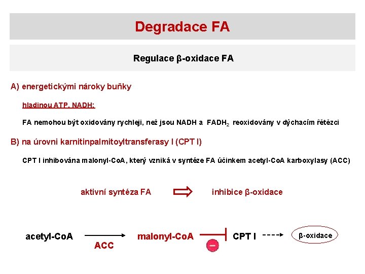 Degradace FA Regulace β-oxidace FA A) energetickými nároky buňky hladinou ATP, NADH: FA nemohou