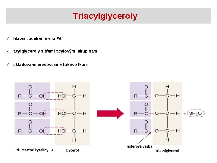 Triacylglyceroly ü hlavní zásobní forma FA ü acylglyceroly s třemi acylovými skupinami ü skladované