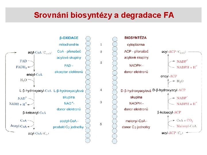 Srovnání biosyntézy a degradace FA 