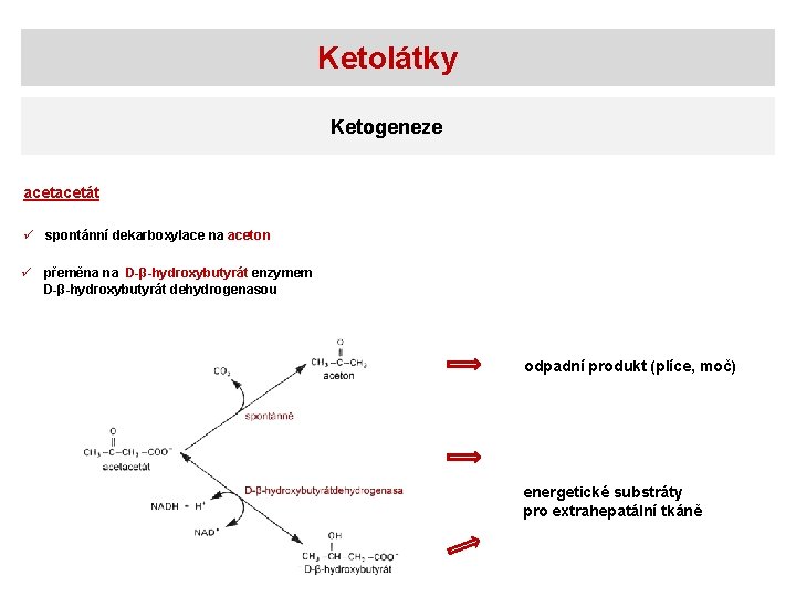 Ketolátky Ketogeneze acetát ü spontánní dekarboxylace na aceton ü přeměna na D-β-hydroxybutyrát enzymem D-β-hydroxybutyrát
