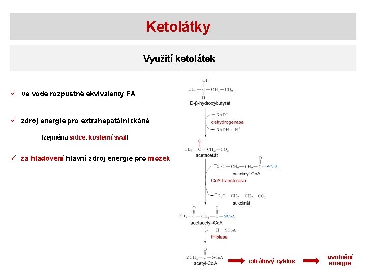 Ketolátky Využití ketolátek ü ve vodě rozpustné ekvivalenty FA ü zdroj energie pro extrahepatální
