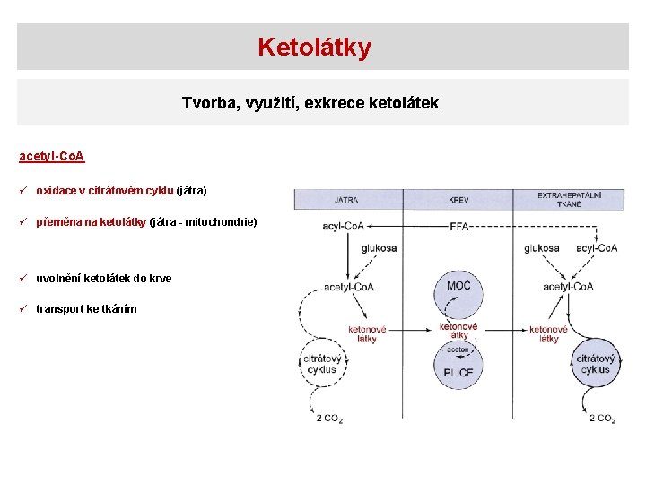 Ketolátky Tvorba, využití, exkrece ketolátek acetyl-Co. A ü oxidace v citrátovém cyklu (játra) ü