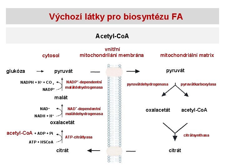 Výchozí látky pro biosyntézu FA Acetyl-Co. A vnitřní mitochondrilání membrána cytosol glukóza pyruvát NADPH
