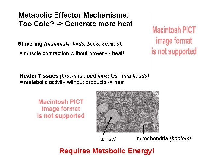 Metabolic Effector Mechanisms: Too Cold? -> Generate more heat Shivering (mammals, birds, bees, snakes):