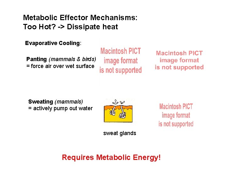 Metabolic Effector Mechanisms: Too Hot? -> Dissipate heat Evaporative Cooling: Panting (mammals & birds)
