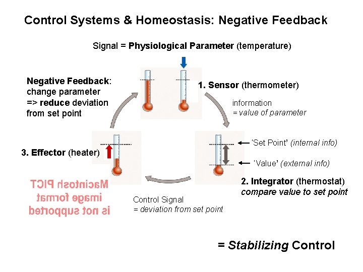 Control Systems & Homeostasis: Negative Feedback Signal = Physiological Parameter (temperature) Negative Feedback: change