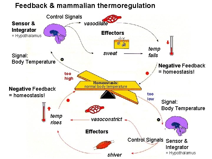 Feedback & mammalian thermoregulation Control Signals vasodilate Sensor & Integrator Effectors = Hypothalamus sweat