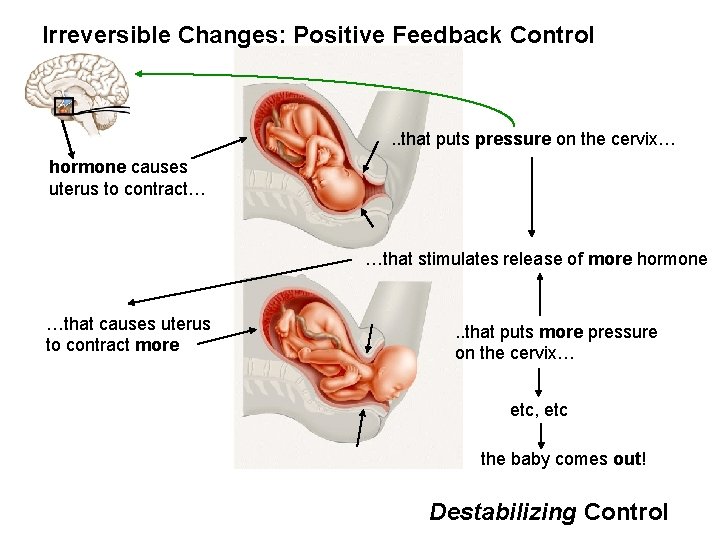 Irreversible Changes: Positive Feedback Control . . that puts pressure on the cervix… hormone