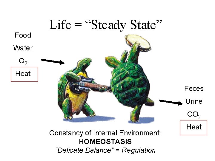 Food Life = “Steady State” Water O 2 Heat Feces Urine CO 2 Constancy