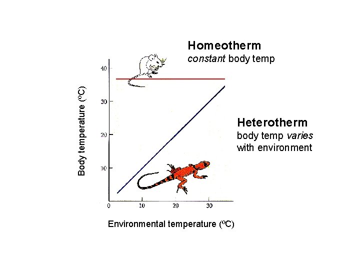Homeotherm Body temperature (ºC) constant body temp Heterotherm body temp varies with environment Environmental