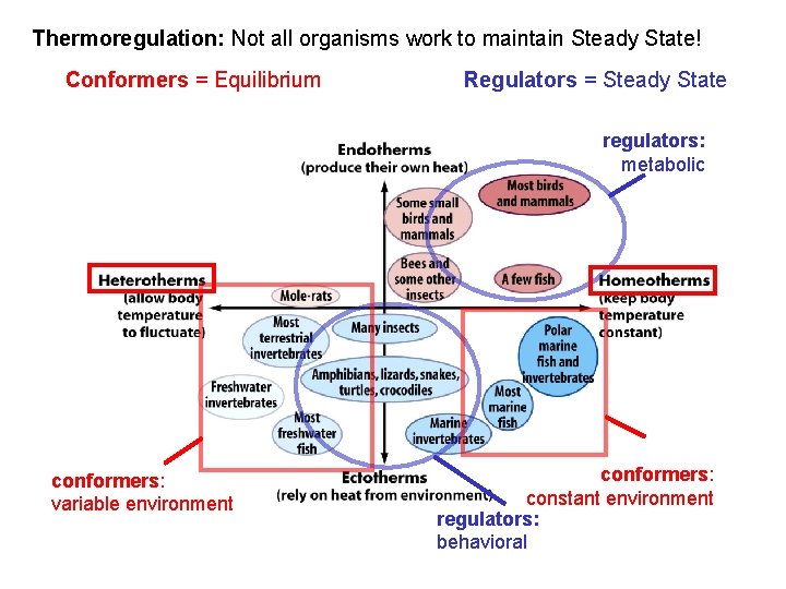 Thermoregulation: Not all organisms work to maintain Steady State! Conformers = Equilibrium Regulators =
