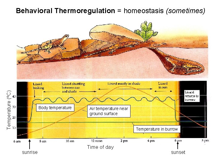 Temperature (ºC) Behavioral Thermoregulation = homeostasis (sometimes) Body temperature Air temperature near ground surface