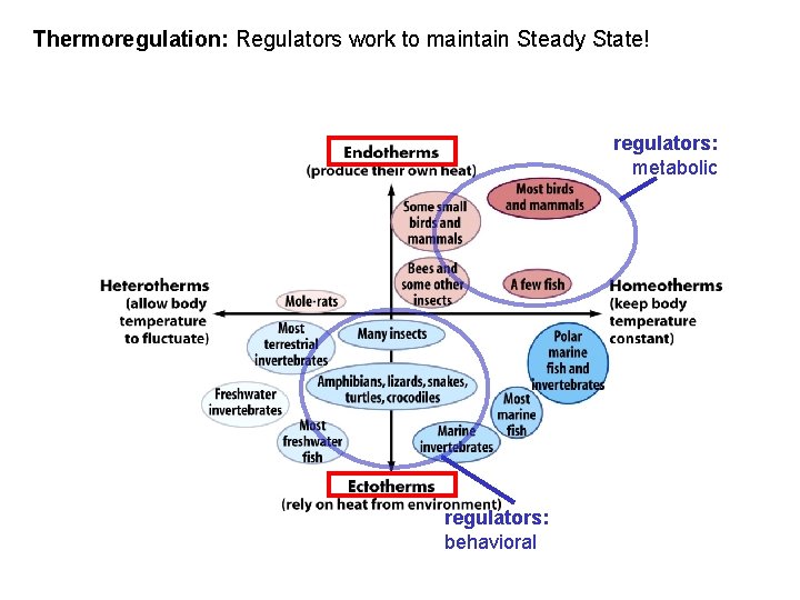 Thermoregulation: Regulators work to maintain Steady State! regulators: metabolic regulators: behavioral 