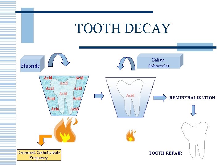 TOOTH DECAY Saliva (Minerals) Fluoride Acid Acid Decreased Carbohydrate Frequency Acid REMINERALIZATION Acid TOOTH