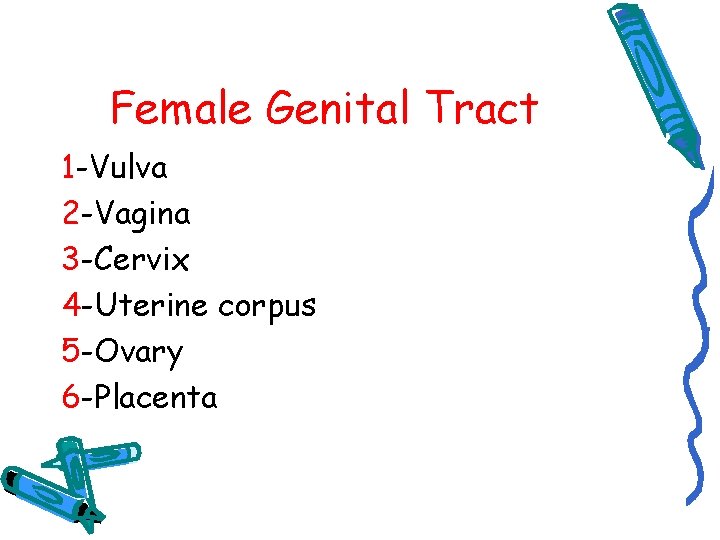 Female Genital Tract 1 -Vulva 2 -Vagina 3 -Cervix 4 -Uterine corpus 5 -Ovary