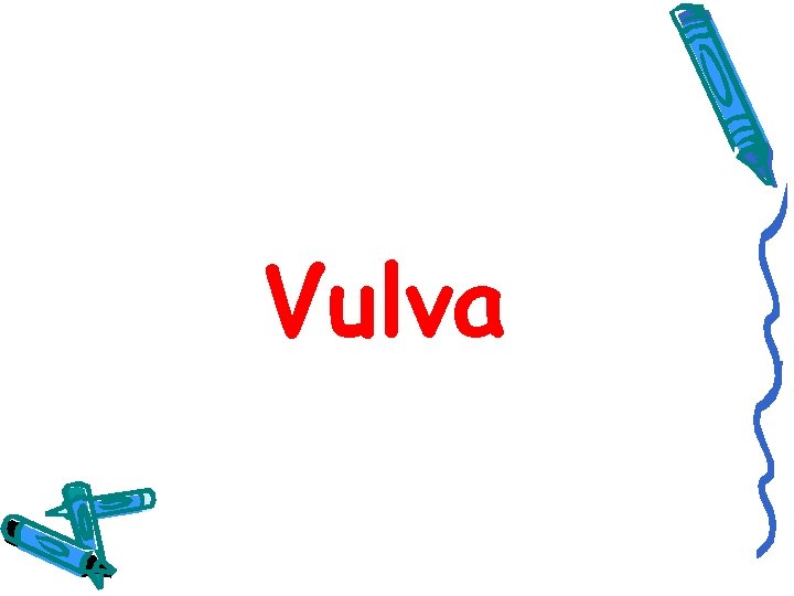 Vulva 