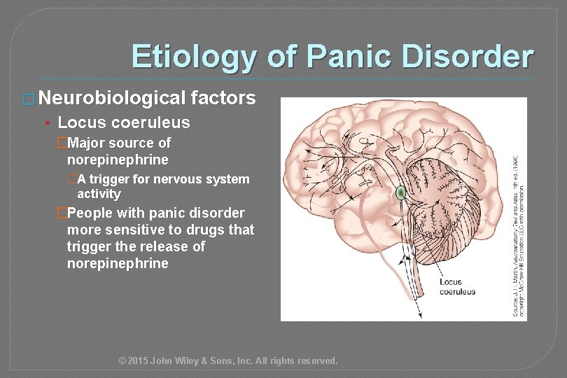Etiology of Panic Disorder � Neurobiological factors • Locus coeruleus �Major source of norepinephrine