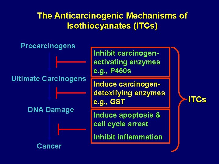 The Anticarcinogenic Mechanisms of Isothiocyanates (ITCs) Procarcinogens Ultimate Carcinogens DNA Damage Inhibit carcinogenactivating enzymes