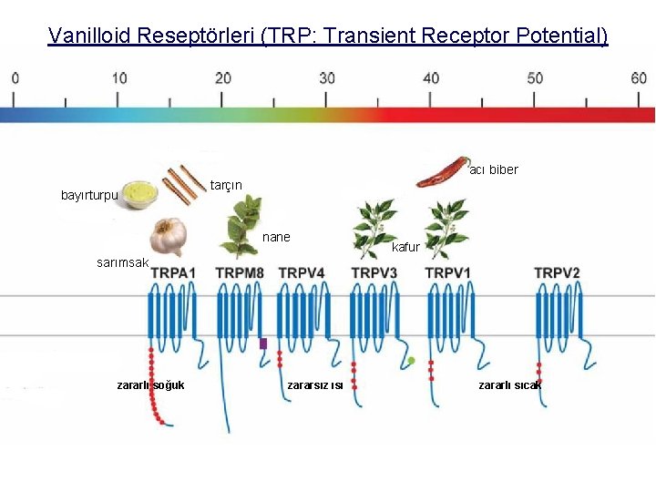 Vanilloid Reseptörleri (TRP: Transient Receptor Potential) acı biber bayırturpu tarçın nane kafur sarımsak zararlı