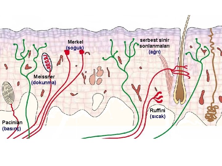 Merkel (soğuk) serbest sinir sonlanmaları (ağrı) Meissner (dokunma) Ruffini (sıcak) Pacinian (basınç) 