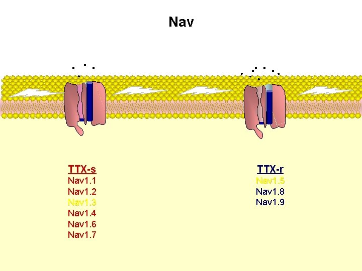 Nav TTX-s TTX-r Nav 1. 1 Nav 1. 2 Nav 1. 3 Nav 1.