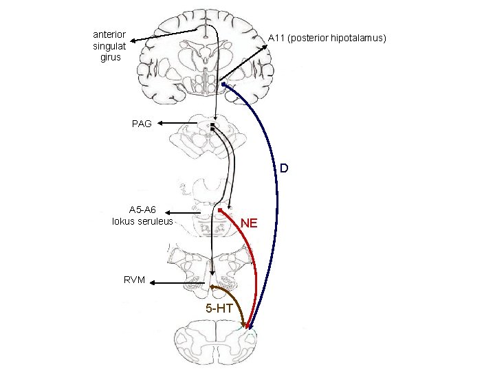 anterior singulat girus A 11 (posterior hipotalamus) PAG D A 5 -A 6 lokus